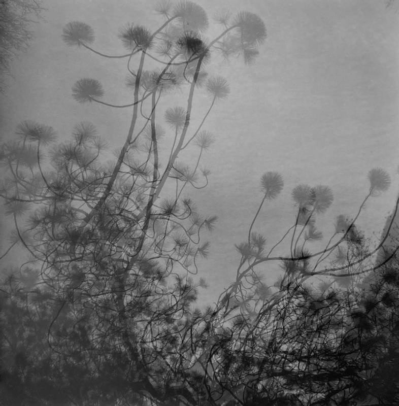 K Linnea Backe - My Darling, let me tell you how this could have